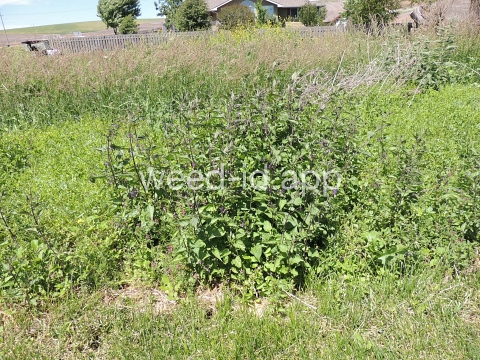 nightshade, bittersweet